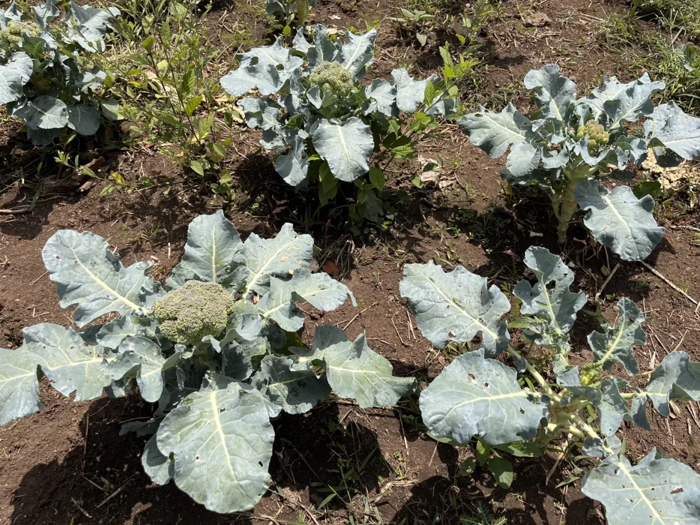 Several broccoli plants with large, pale green leaves and developing green florets grow in dark brown soil under natural light.
