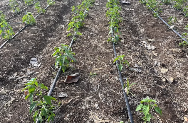 Young green chilli pepper plants grow in neat rows in dark brown soil, with black irrigation tubes running alongside each row on a farm.