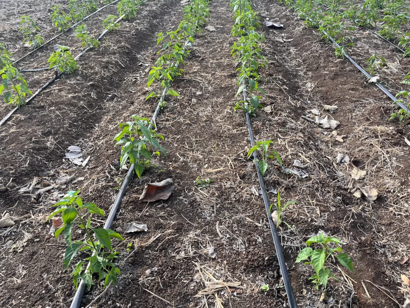 Young green chilli pepper plants grow in neat rows in dark brown soil, with black irrigation tubes running alongside each row on a farm.