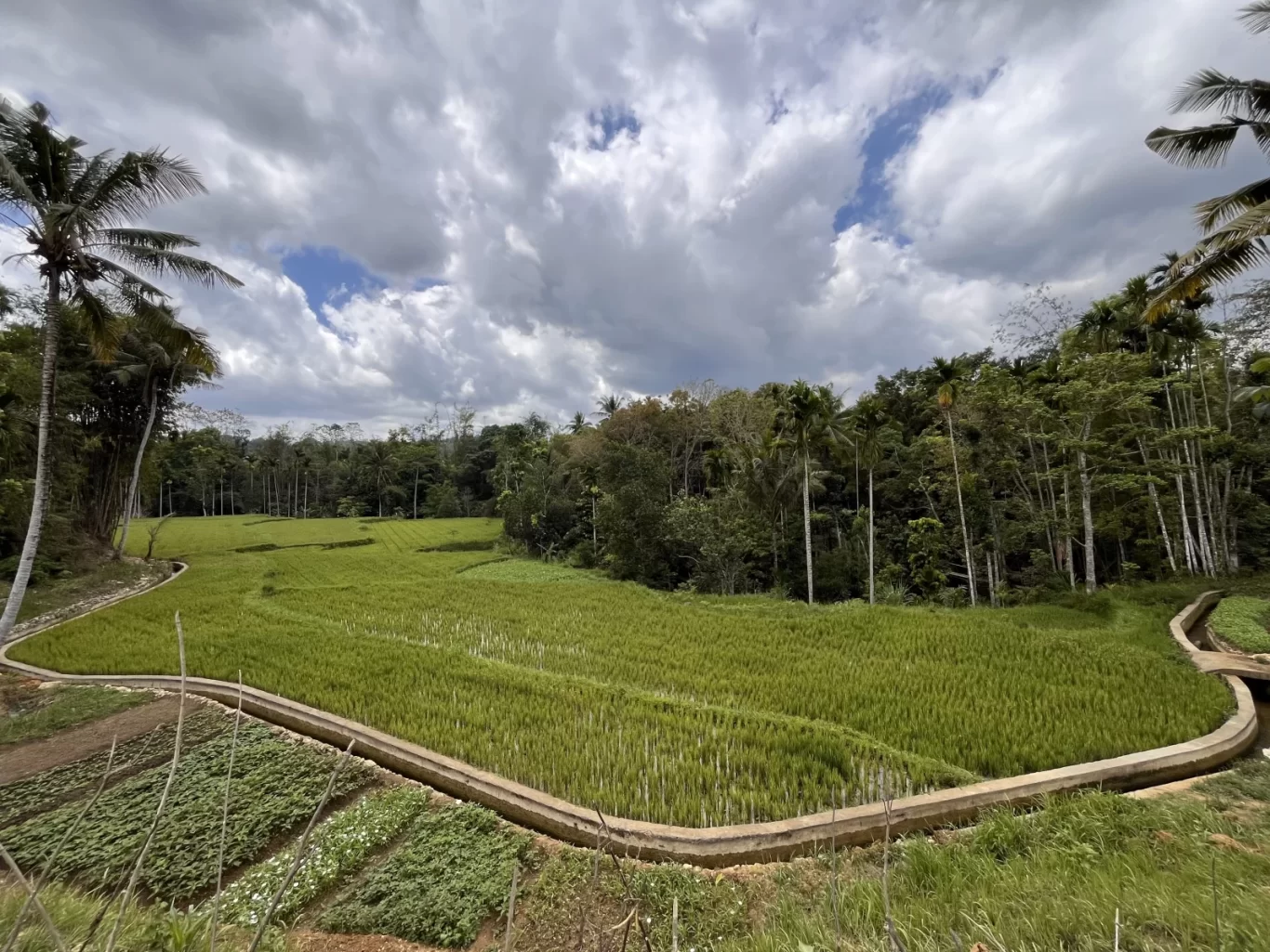 Lush green terraced rice fields with concrete irrigation channels are surrounded by dense tropical trees under a cloudy sky with blue patches.