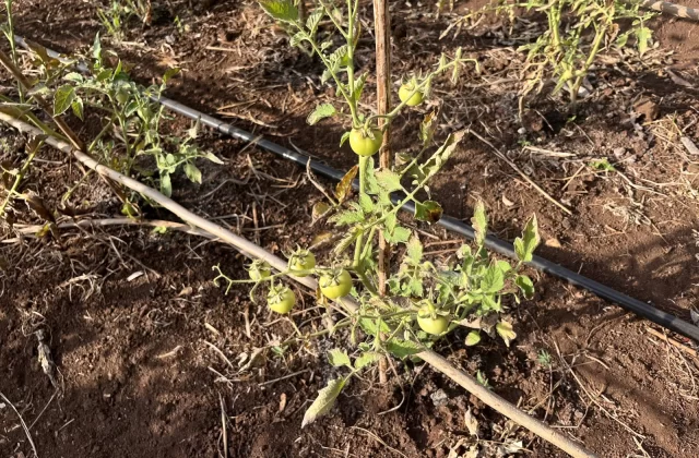 Young green tomato plants with unripe fruit grow in dark brown soil, supported by wooden stakes, with a black irrigation hose visible.