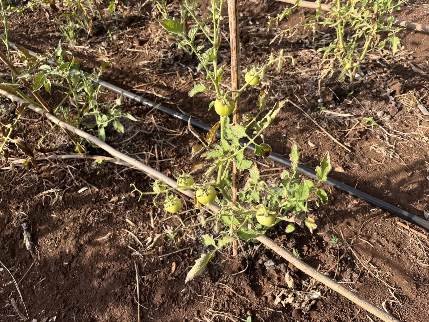 Young green tomato plants with unripe fruit grow in dark brown soil, supported by wooden stakes, with a black irrigation hose visible.