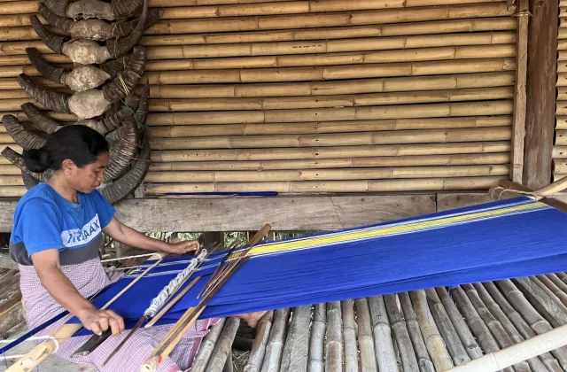 A Sumba artisan weaves a vibrant blue ikat fabric with yellow and white stripes on a traditional loom inside a bamboo structure, with buffalo horns displayed.