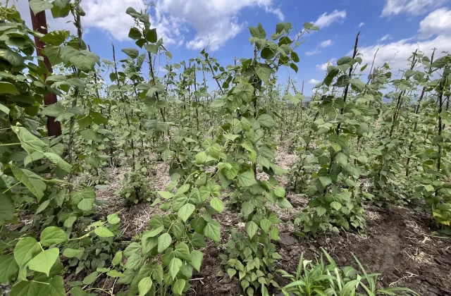 Dedepada Yardlong Bean Farm