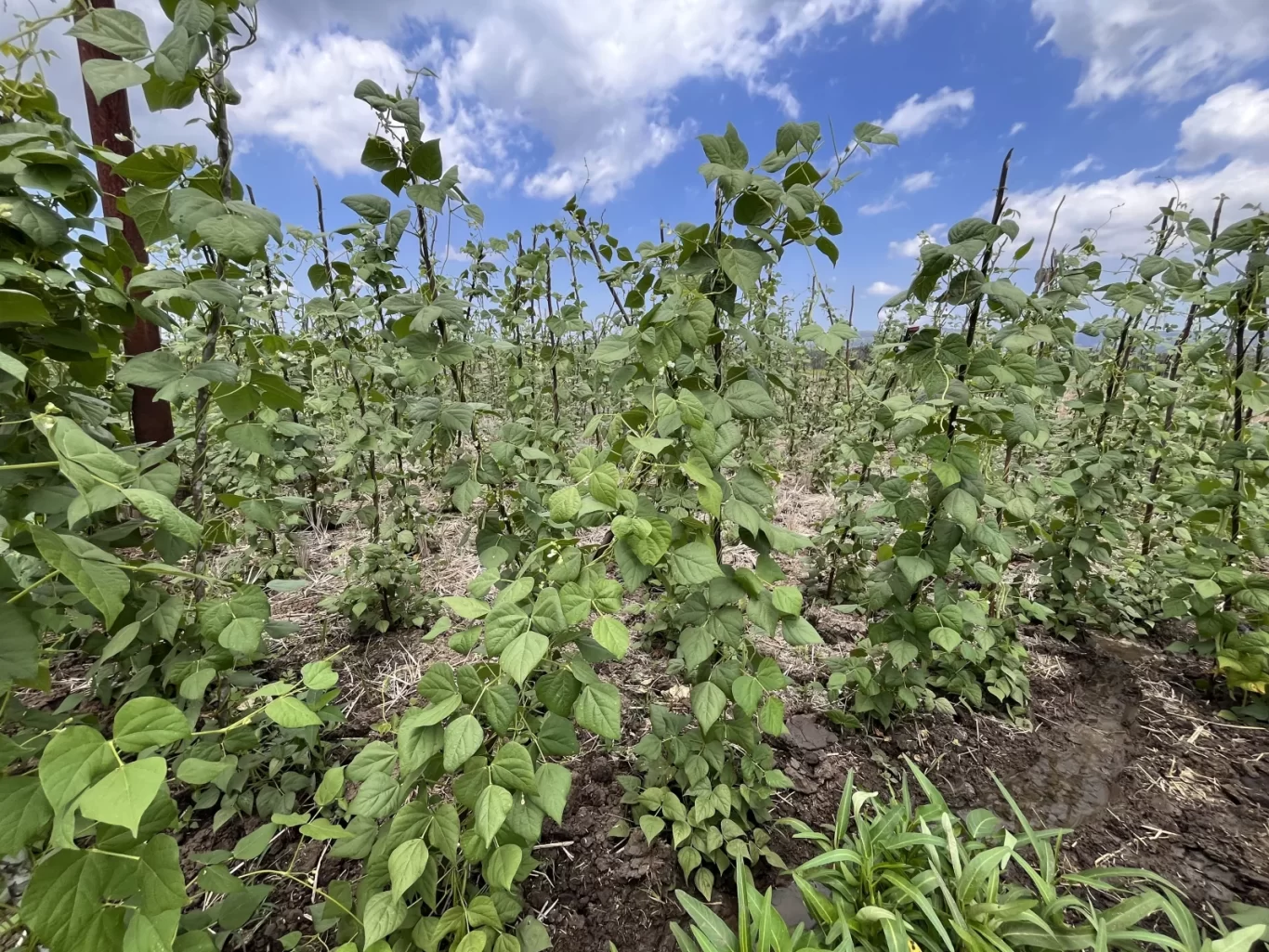 A vibrant green field of yardlong bean plants grows upwards on dark stakes under a bright blue sky with scattered white clouds at Dedepada Farm.