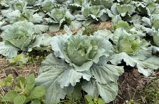 Dedepada Cabbage Farm