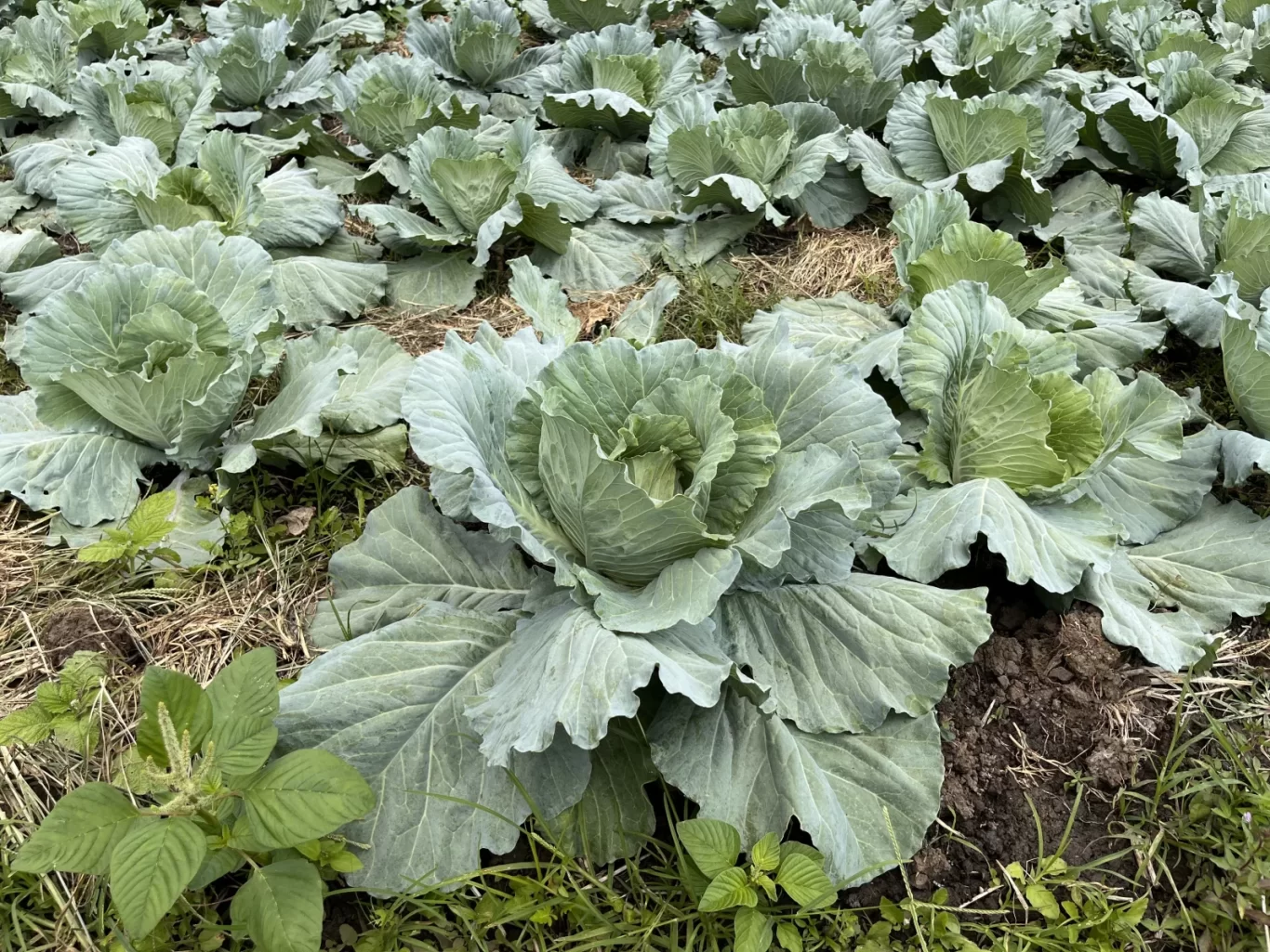 A dense field of mature green cabbage plants with large, layered leaves fills the frame, interspersed with brown soil and dry grass.