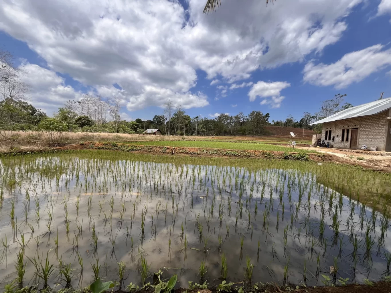 A vibrant green rice paddy field with young plants reflecting a cloudy blue sky, next to a simple brick house and distant trees under bright sunlight in West Sumba.