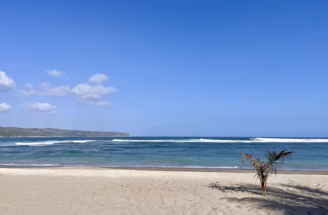 A wide sandy beach with a small palm tree leads to blue ocean waves under a clear sky, with a green, distant coastline.