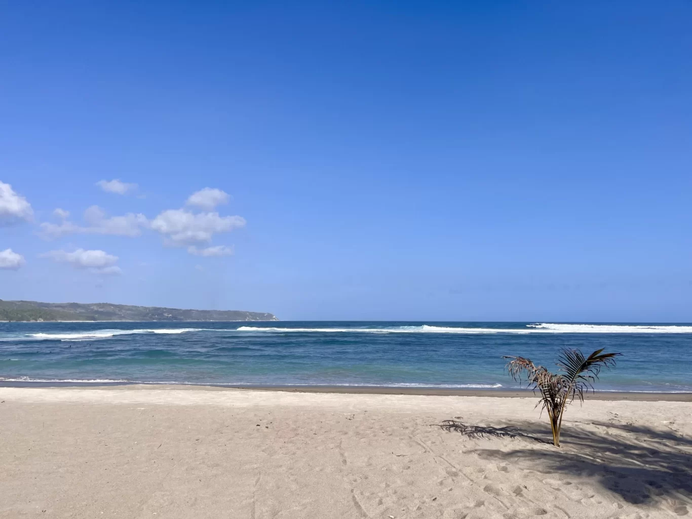 A wide sandy beach with a small palm tree leads to blue ocean waves under a clear sky, with a green, distant coastline.