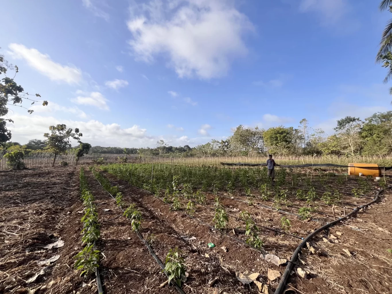 A man stands in a vibrant green chilli pepper field with brown soil and irrigation pipes under a bright blue sky with white clouds in Sumba.