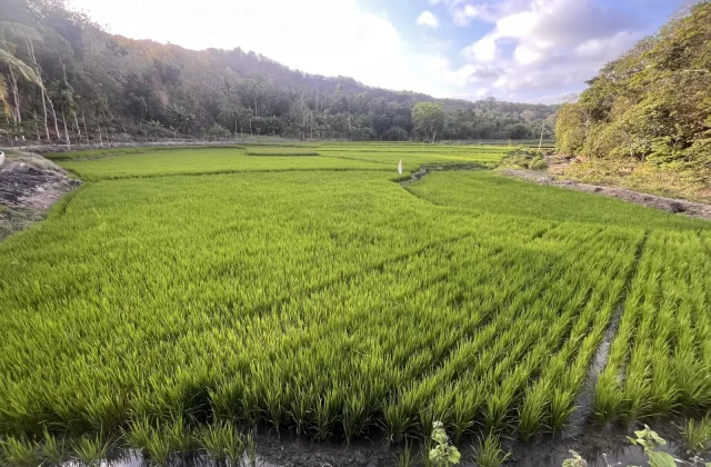 Vast, vibrant green rice paddies stretch towards distant tree-covered hills under a bright sky with scattered clouds in West Sumba.