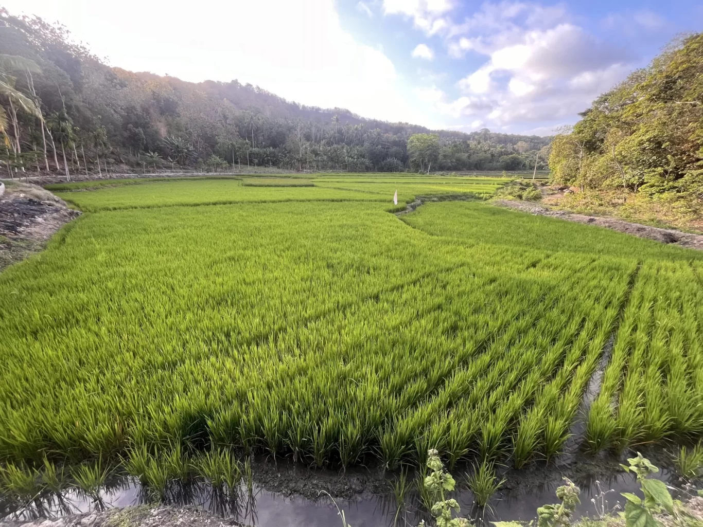 Vast, vibrant green rice paddies stretch towards distant tree-covered hills under a bright sky with scattered clouds in West Sumba.
