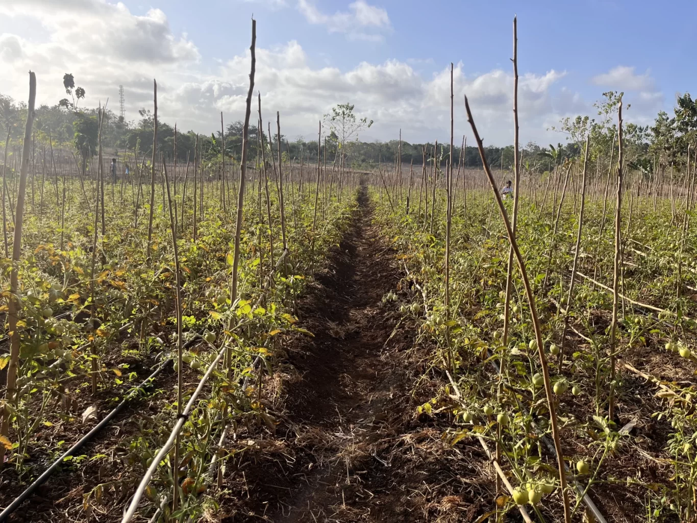 Rows of young green tomato plants supported by stakes fill a farm field under a partly cloudy blue sky, with small green tomatoes visible.