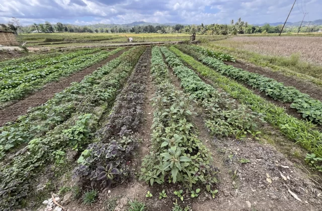 Dedepada Spinach Farm
