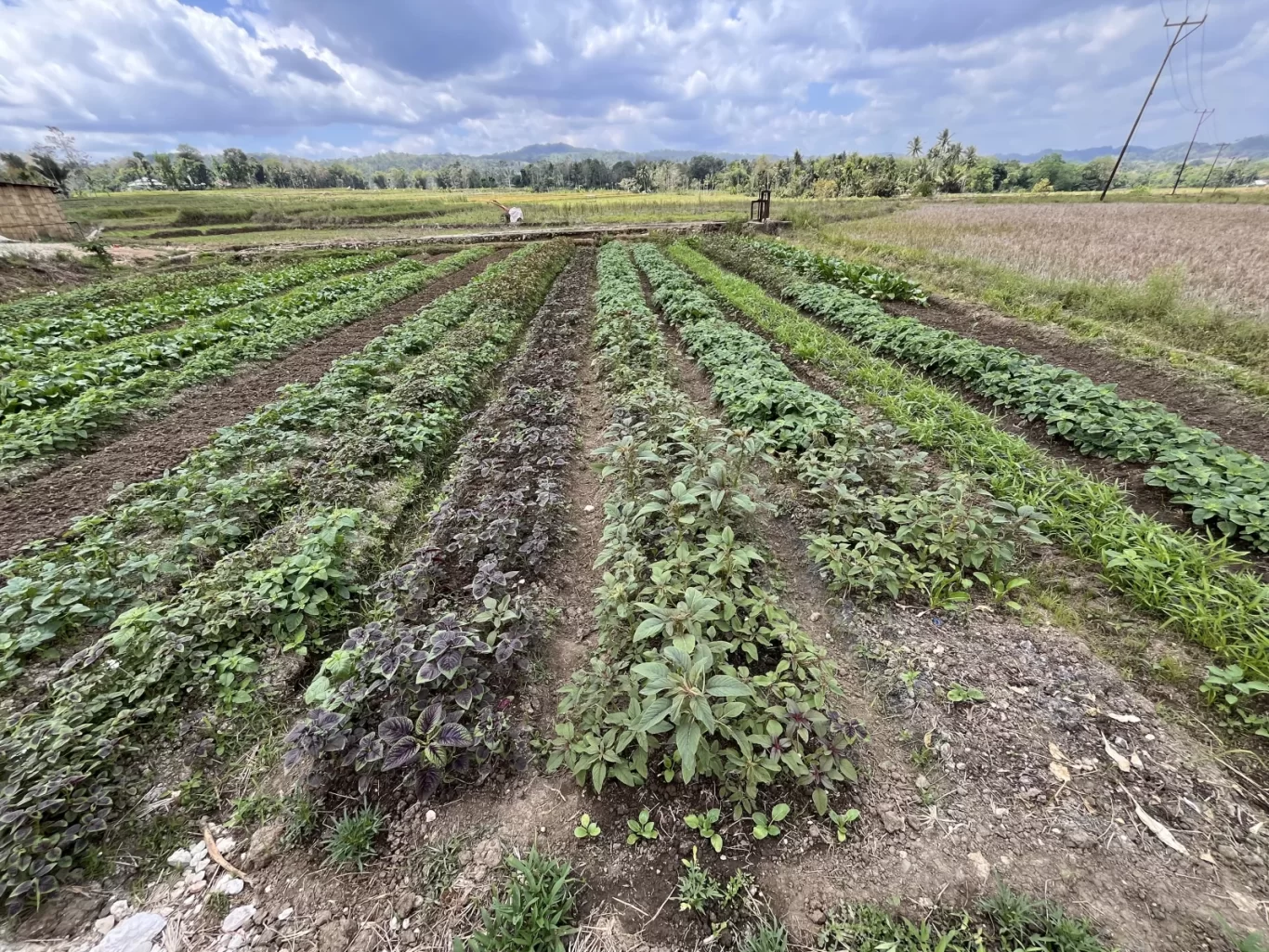 Rows of vibrant green and purple spinach grow in a farm field under a cloudy sky, with distant trees and hills in Sumba Island, Indonesia.