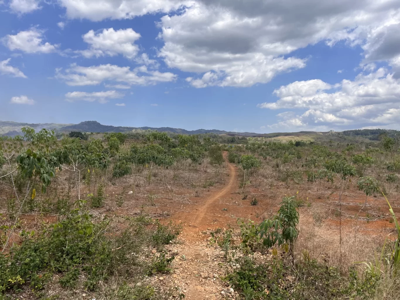 A winding reddish-brown dirt path cuts through a vast cassava farm with green plants and dry brush under a blue sky with white clouds, leading towards distant green hills in West Sumba.