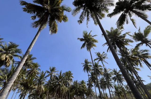 Tall coconut palm trees with green fronds and grey trunks reach towards a bright blue sky, viewed from below in a tropical plantation.
