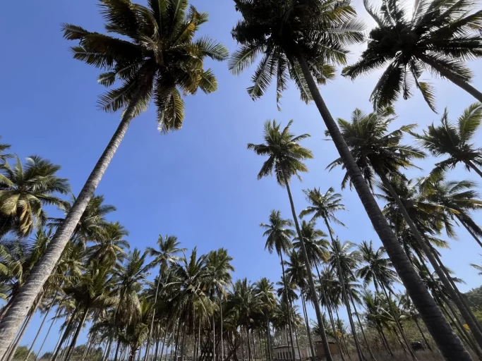 Tall coconut palm trees with green fronds and grey trunks reach towards a bright blue sky, viewed from below in a tropical plantation.