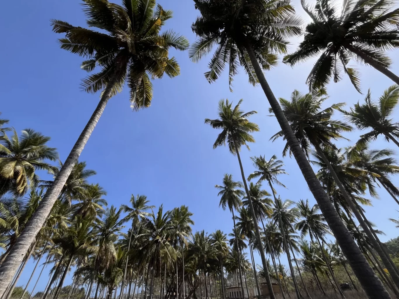 Tall coconut palm trees with green fronds and grey trunks reach towards a bright blue sky, viewed from below in a tropical plantation.