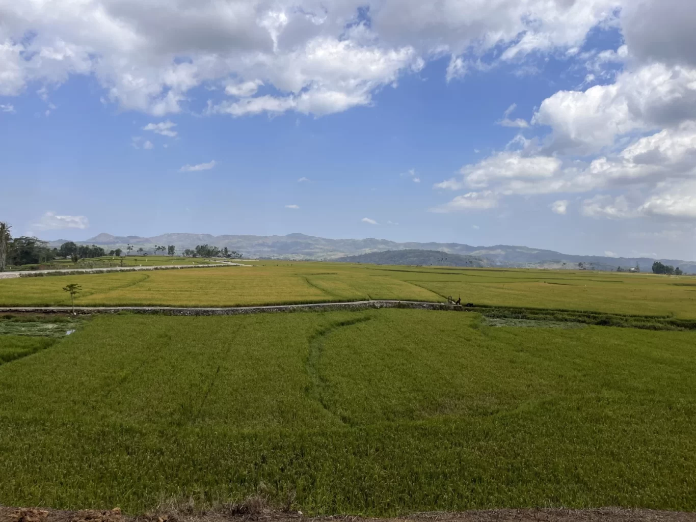 Lush green and golden rice fields stretch under a blue sky with white clouds, with distant mountains and a winding path in Southwest Sumba.
