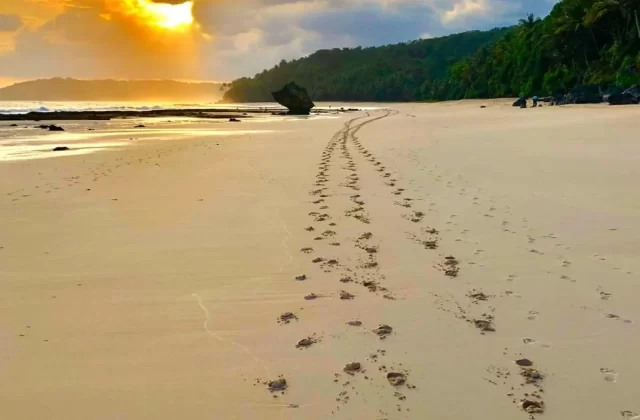 Golden sunset illuminates a wide sandy beach with footprints leading towards the ocean and a large rock, backed by lush green hills and palm trees.