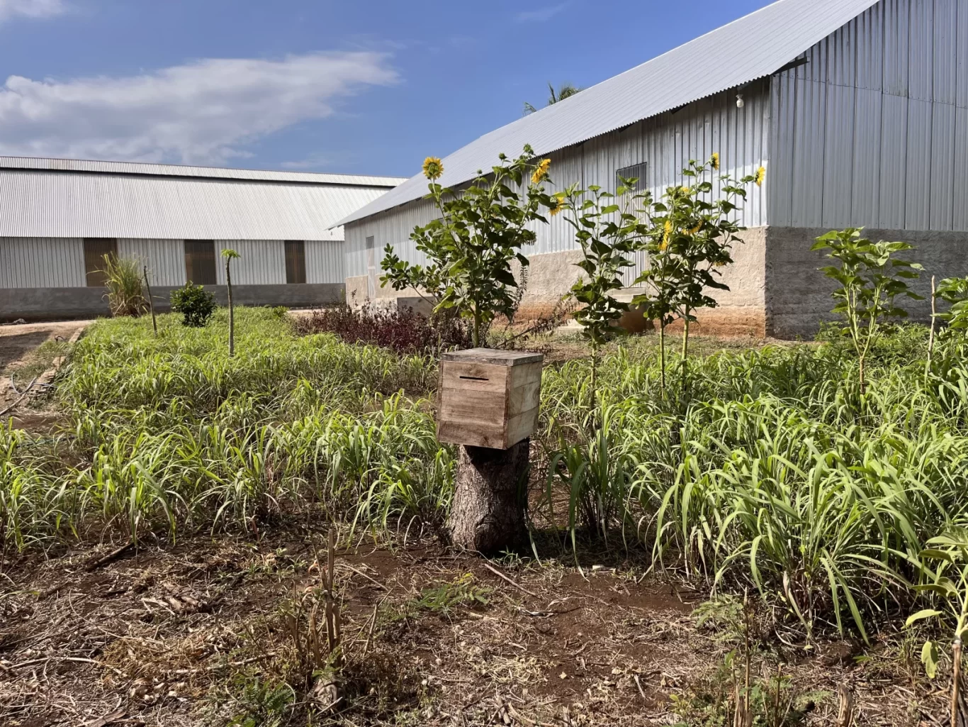 A wooden beehive sits on a stump amidst green grass and sunflowers, with two large silver corrugated buildings under a blue sky.