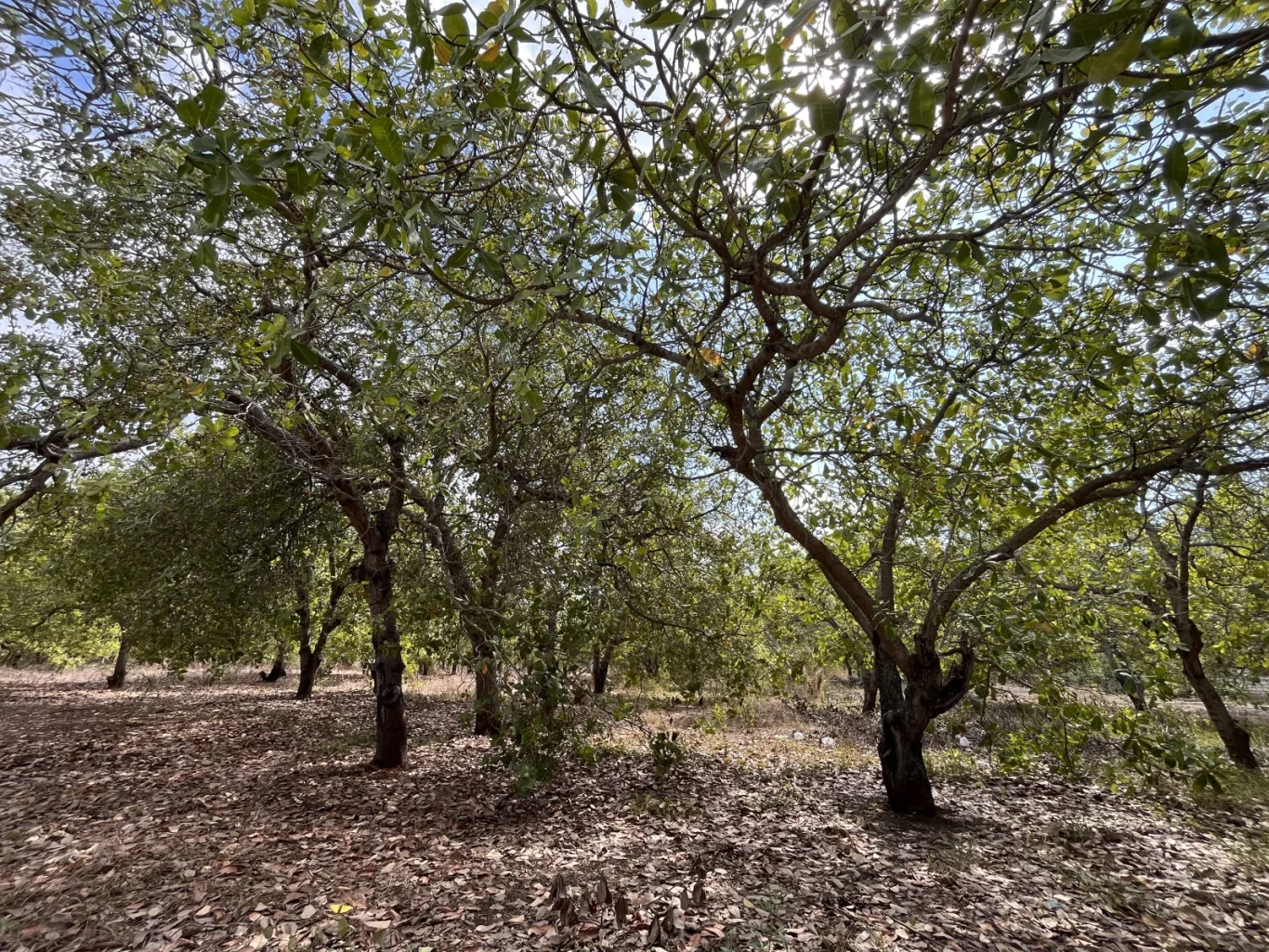 A dense cashew farm features numerous green-leafed trees with sunlight filtering through their canopies, over a ground covered in brown fallen leaves.