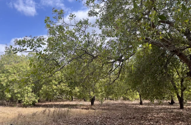 Lush green cashew trees stand in a farm with dry brown grass and fallen leaves under a bright blue sky with scattered white clouds.