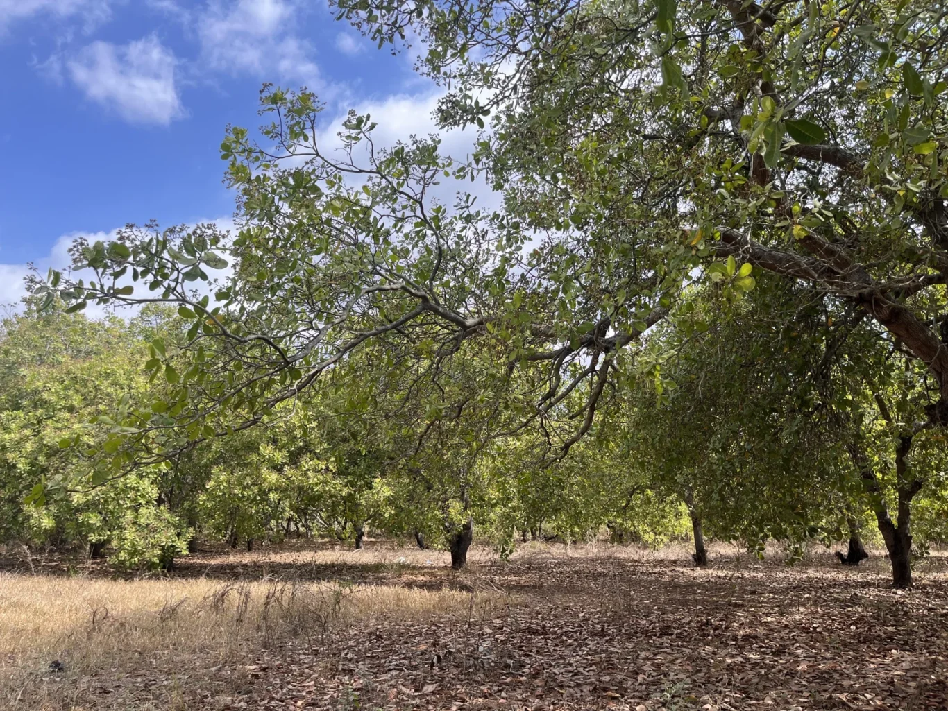Lush green cashew trees stand in a farm with dry brown grass and fallen leaves under a bright blue sky with scattered white clouds.