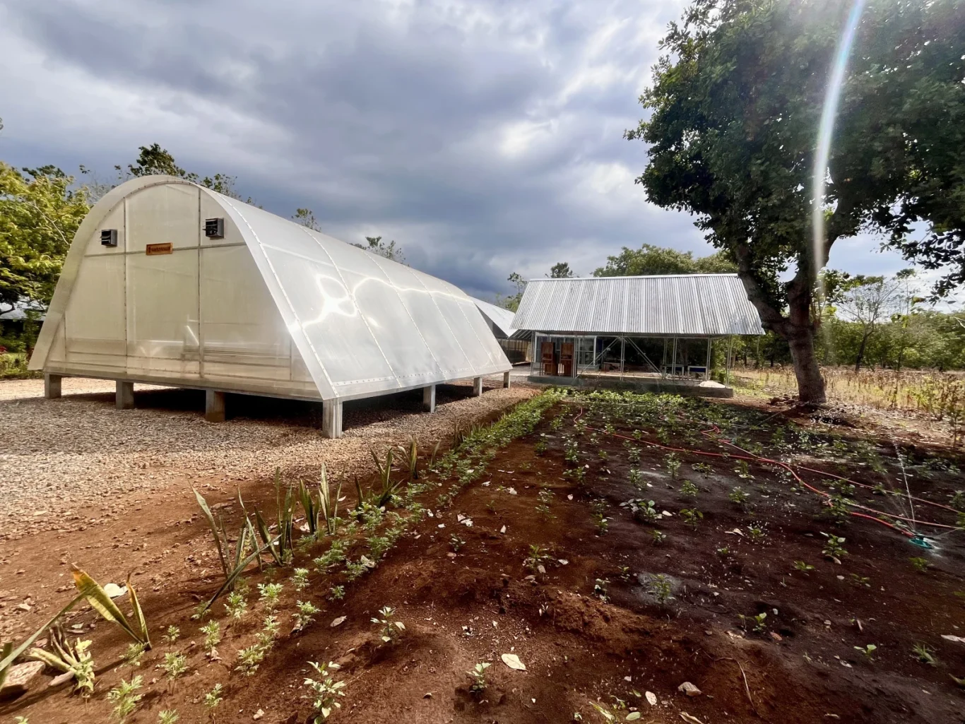 Elevated translucent solar dryer and a metal-roofed building stand on the Talasi Estate, with rows of young crops in the foreground.