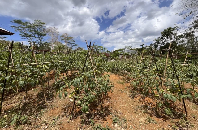 Elopada Tomato Farm