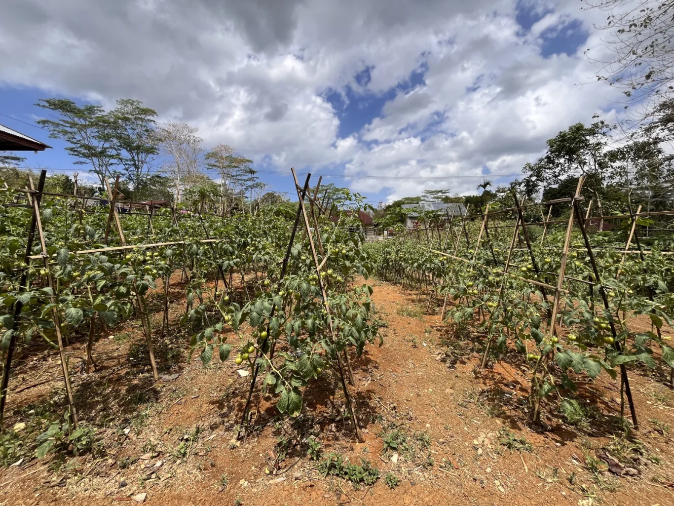 Rows of green tomato plants with unripe fruit are supported by bamboo stakes on reddish-brown soil under a partly cloudy sky.