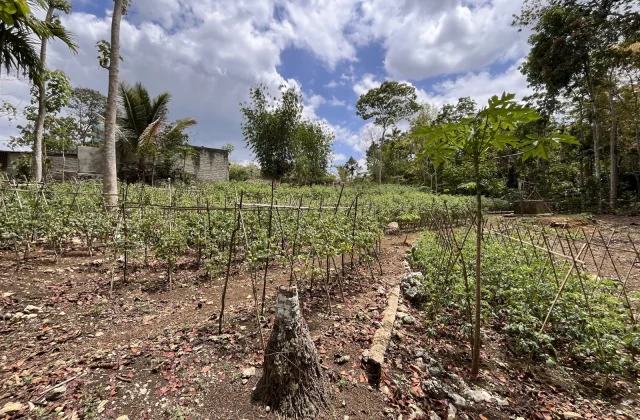 Elopada Tomato Farm