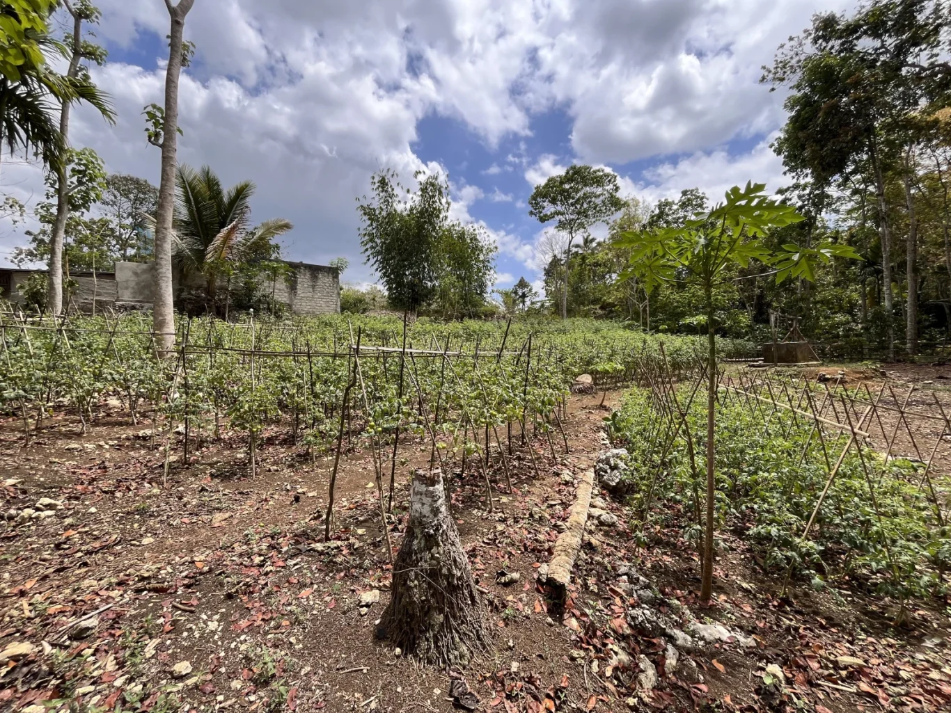 A rural tomato farm in Elopada, Sumba, features rows of green plants supported by bamboo stakes under a partly cloudy sky, with trees and a building in the background.