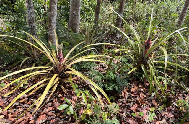 Elopada Pineapple Plantation