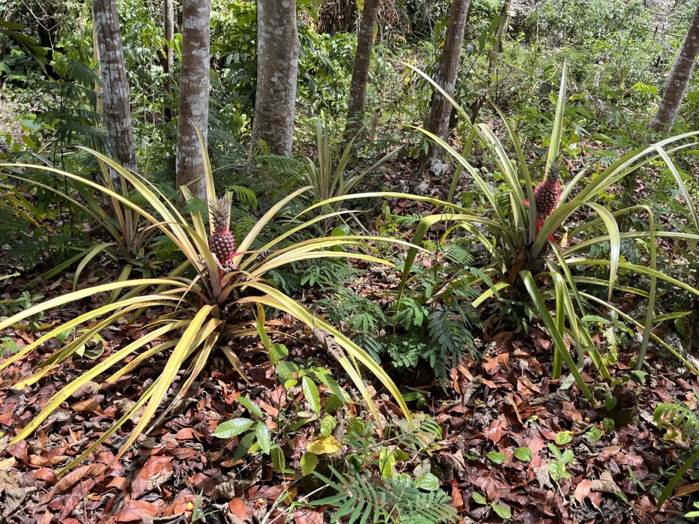 Developing red pineapples are visible on several plants with yellow-green leaves, surrounded by brown fallen leaves and trees at Elopada.