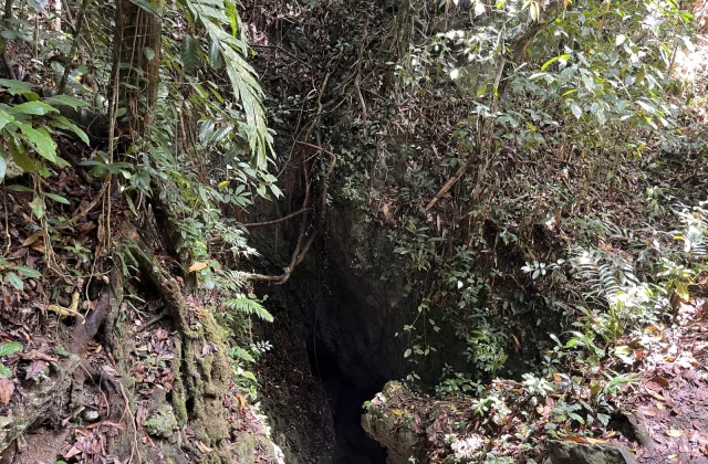 A dark, narrow opening of the Weerindi Wowo natural spring is surrounded by dense green tropical vegetation, mossy roots, and brown fallen leaves in a shaded forest.