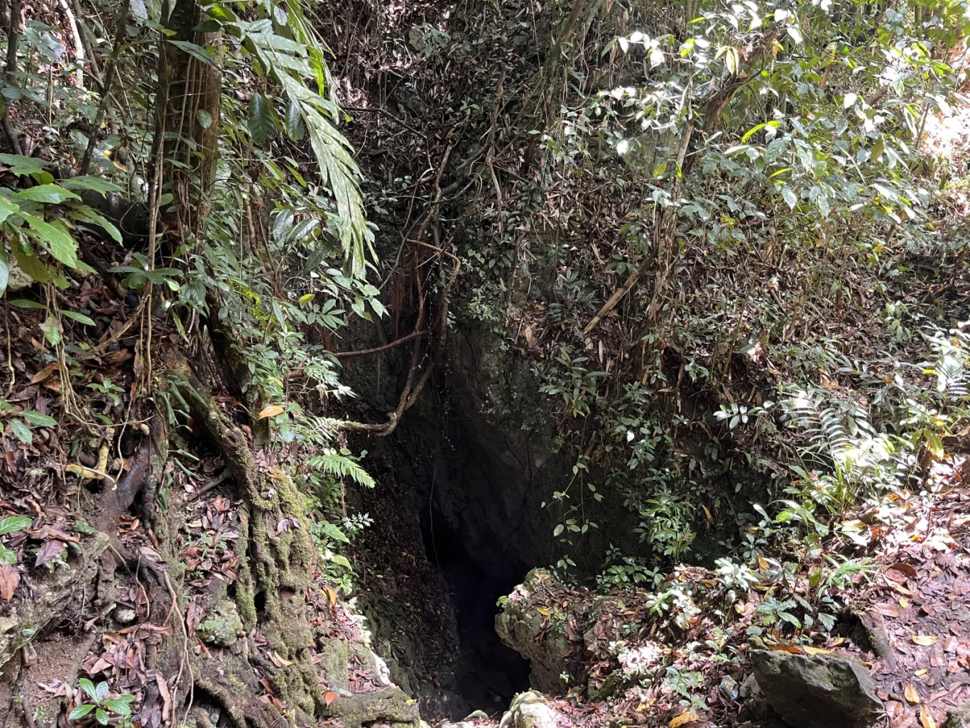A dark, narrow opening of the Weerindi Wowo natural spring is surrounded by dense green tropical vegetation, mossy roots, and brown fallen leaves in a shaded forest.