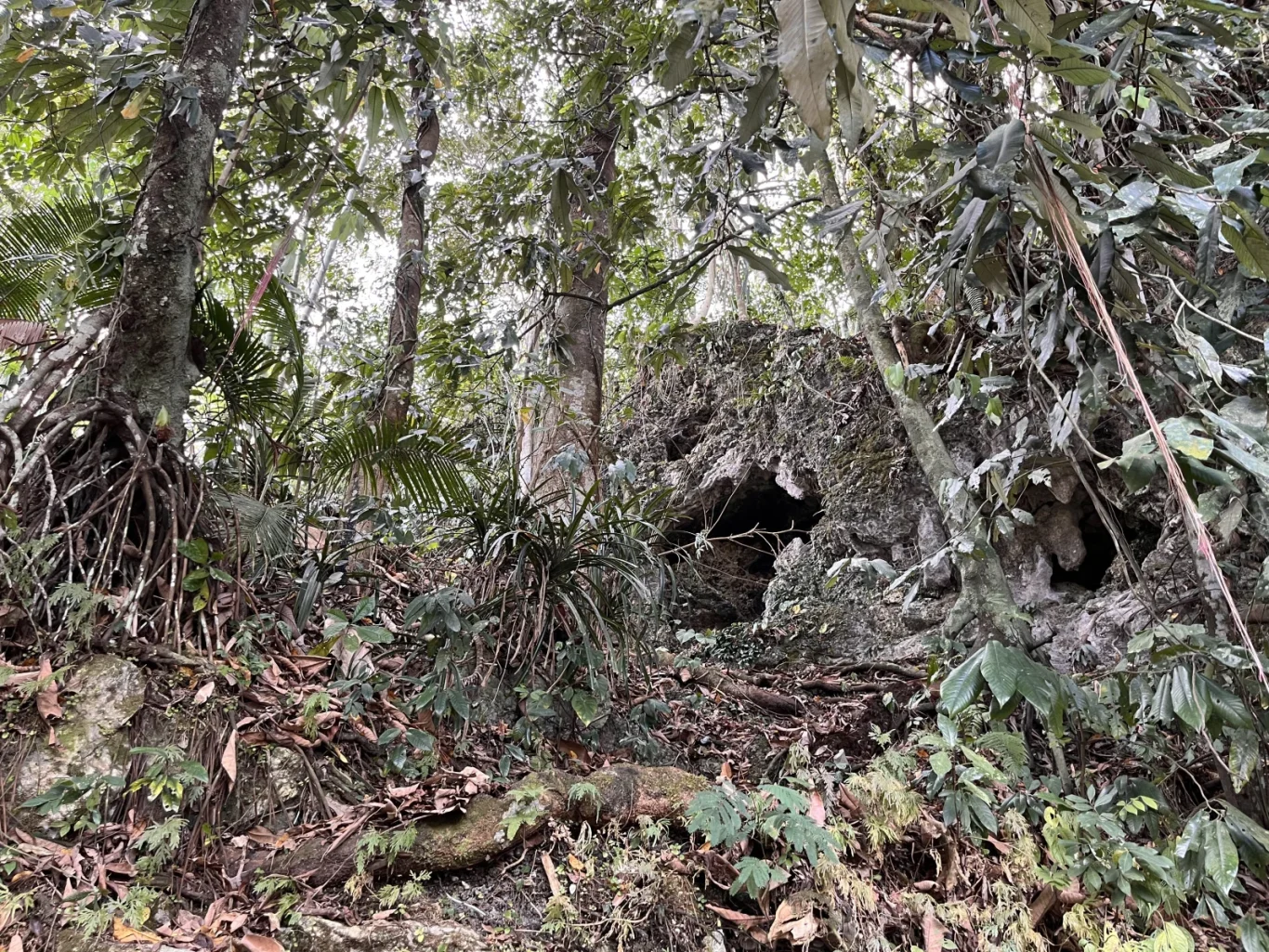 A moss-covered cave entrance is nestled within a dense, lush green jungle with large trees and exposed roots on Sumba Island.
