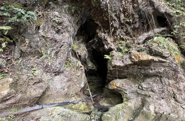 A dark cave entrance is visible within rugged, grey-green limestone rocks covered in ferns and vines, with a black pipe leading inside.