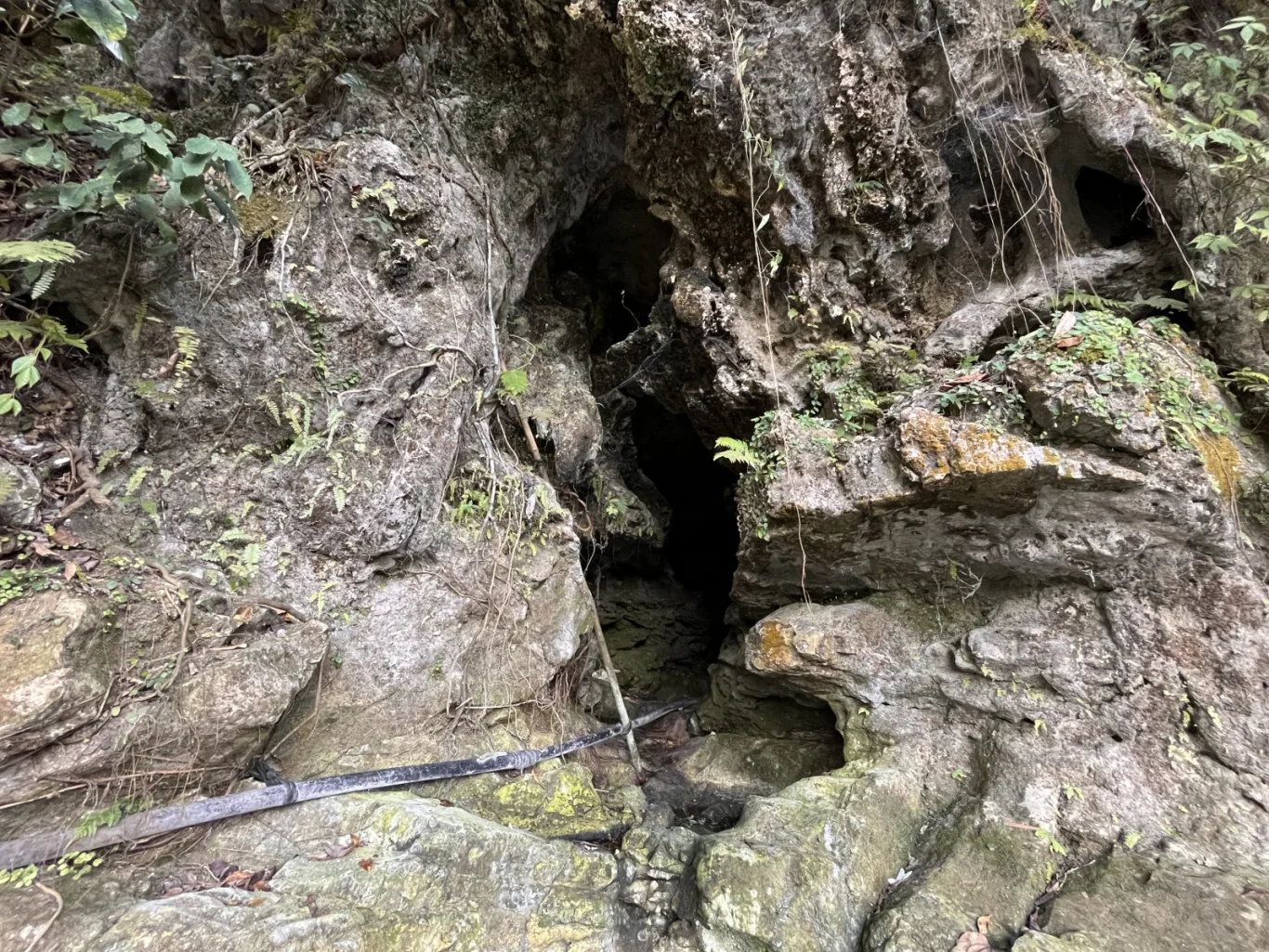 A dark cave entrance is visible within rugged, grey-green limestone rocks covered in ferns and vines, with a black pipe leading inside.