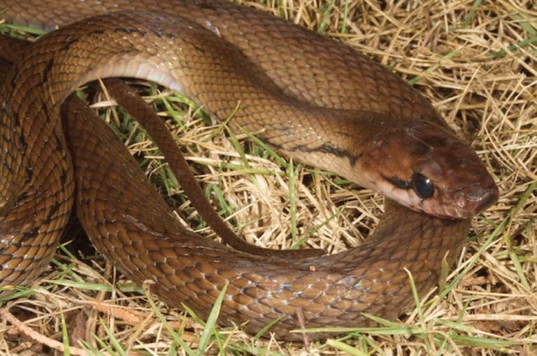 A reddish-brown snake with dark markings is coiled on dry brown and green grass, its head facing right.