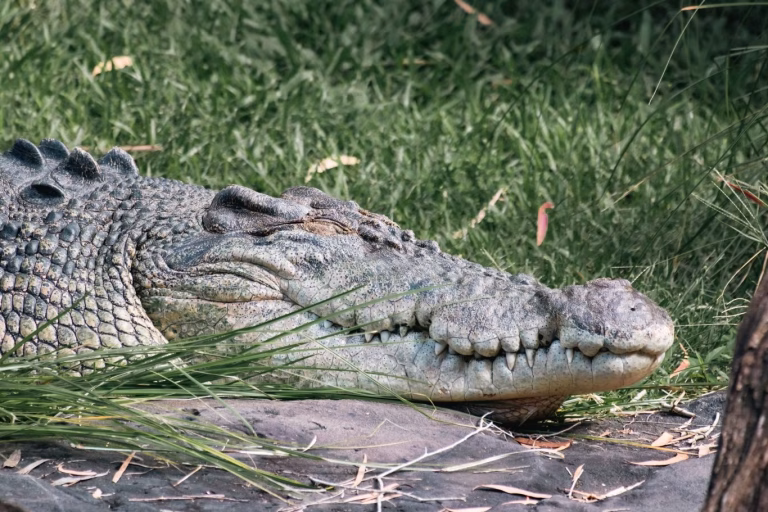 A large grey crocodile rests on dark ground, with its textured head and closed eyes visible against a blurred green grassy background.