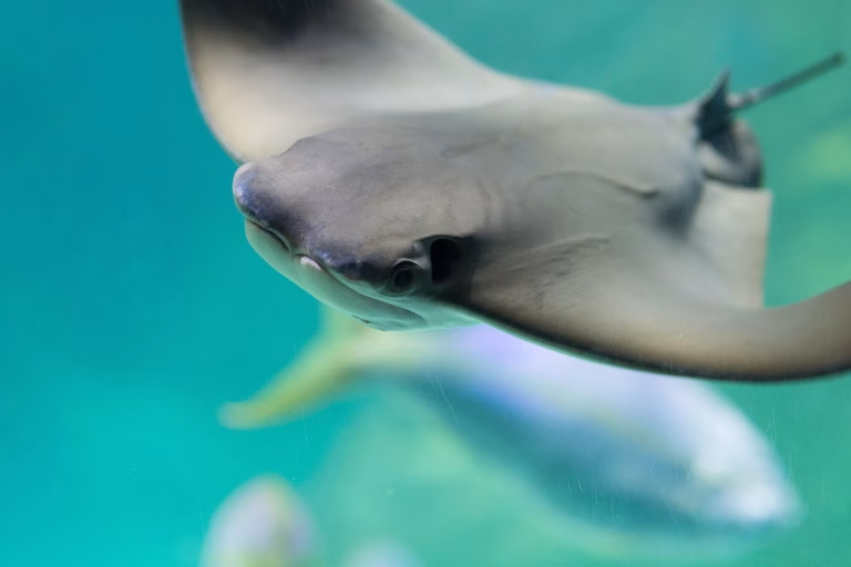 A grey ray swims forward in clear turquoise water, its dark eye and broad head in sharp focus against a blurry green-blue background.
