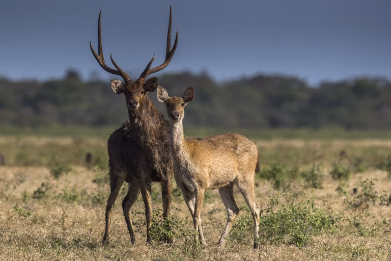 Two brown deer, a large male with antlers and a smaller deer, stand in a dry, grassy savanna under a clear blue sky on Sumba.