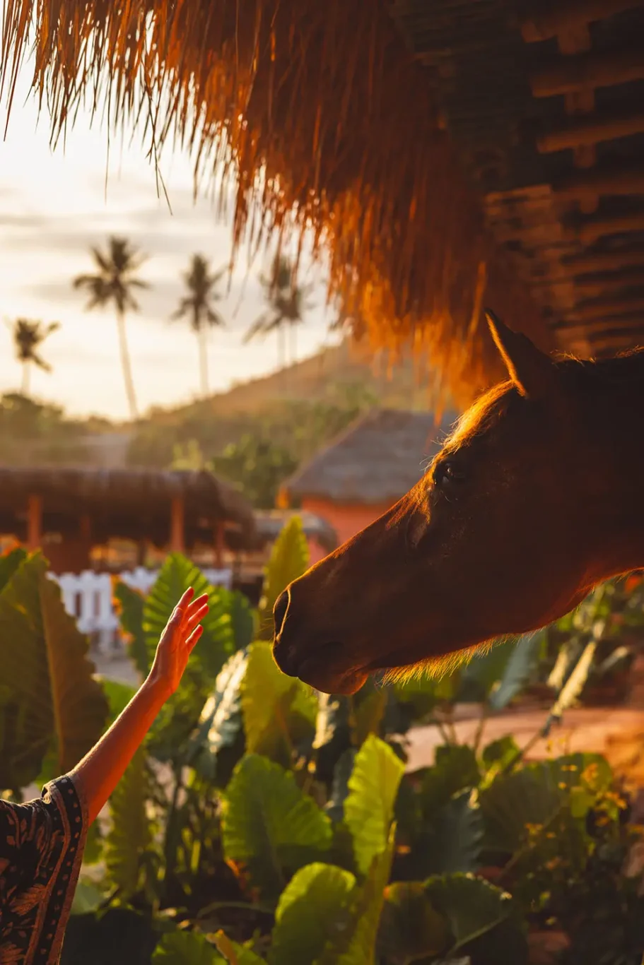 A person's hand gently reaches towards a brown horse's muzzle under a thatched roof at golden hour, with tropical foliage and palm trees in the background.