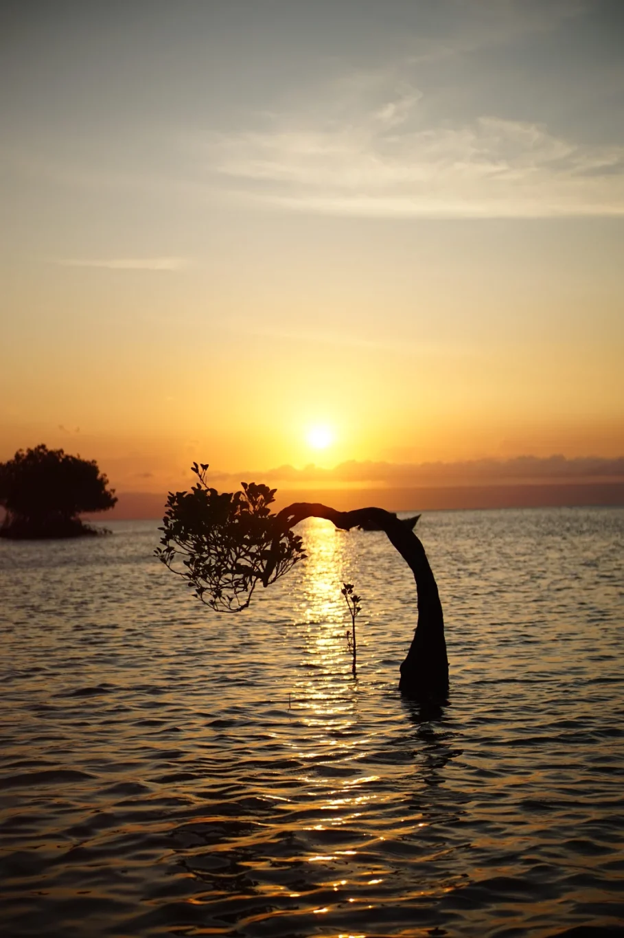 A silhouetted tree with a curved trunk and leaves stands in calm water as the golden sun sets directly behind it, reflecting on the surface.