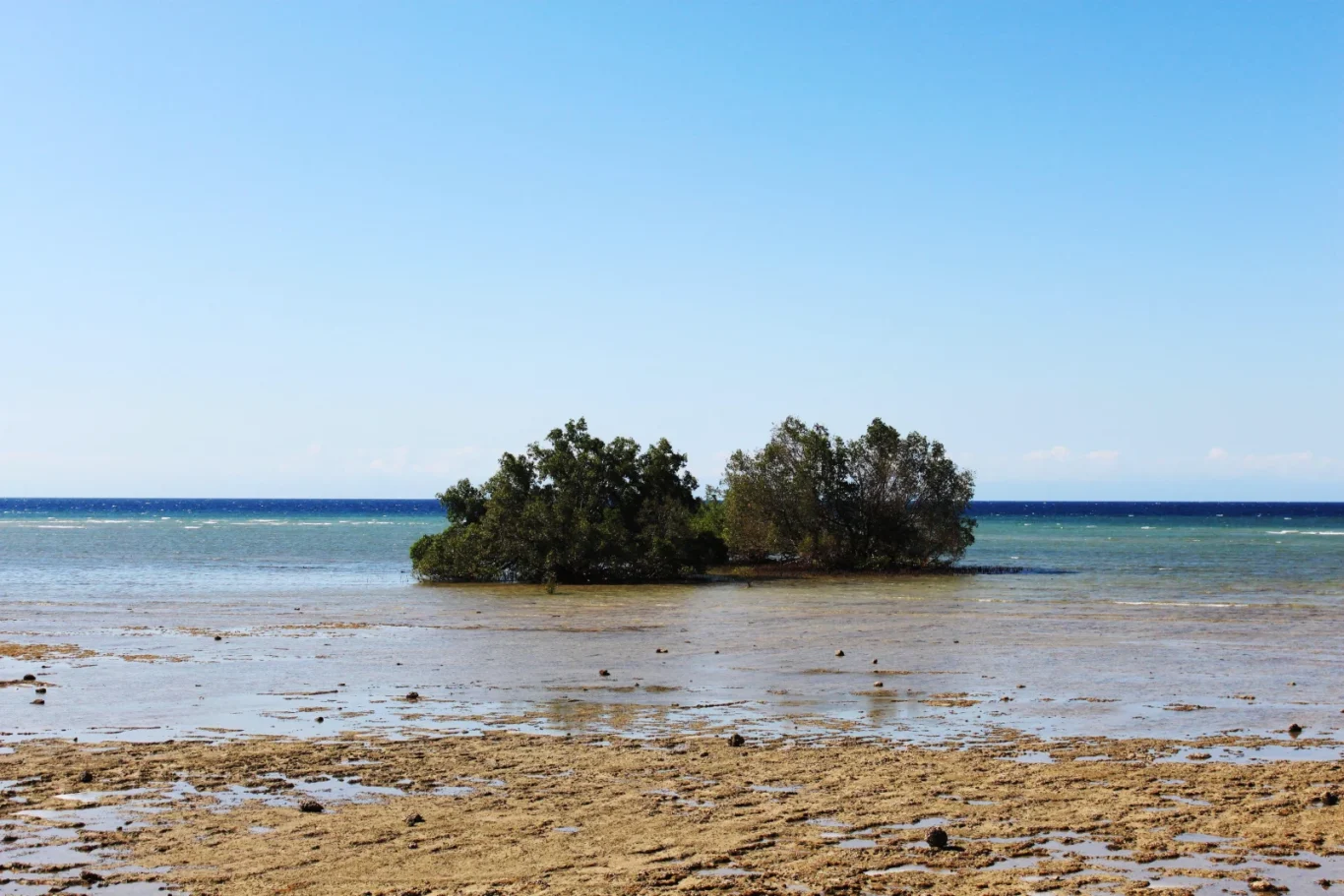 Two small islands of green trees stand in shallow, clear water on a brown tidal flat, with a blue ocean and clear sky behind.